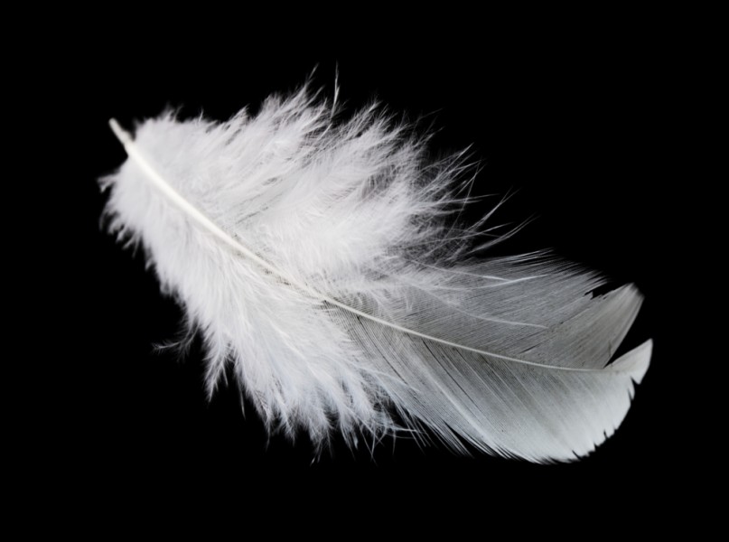 Plume blanche et grise : le message de ton ange gardien !